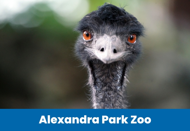 Summer school holidays - Alexandra Park Zoo