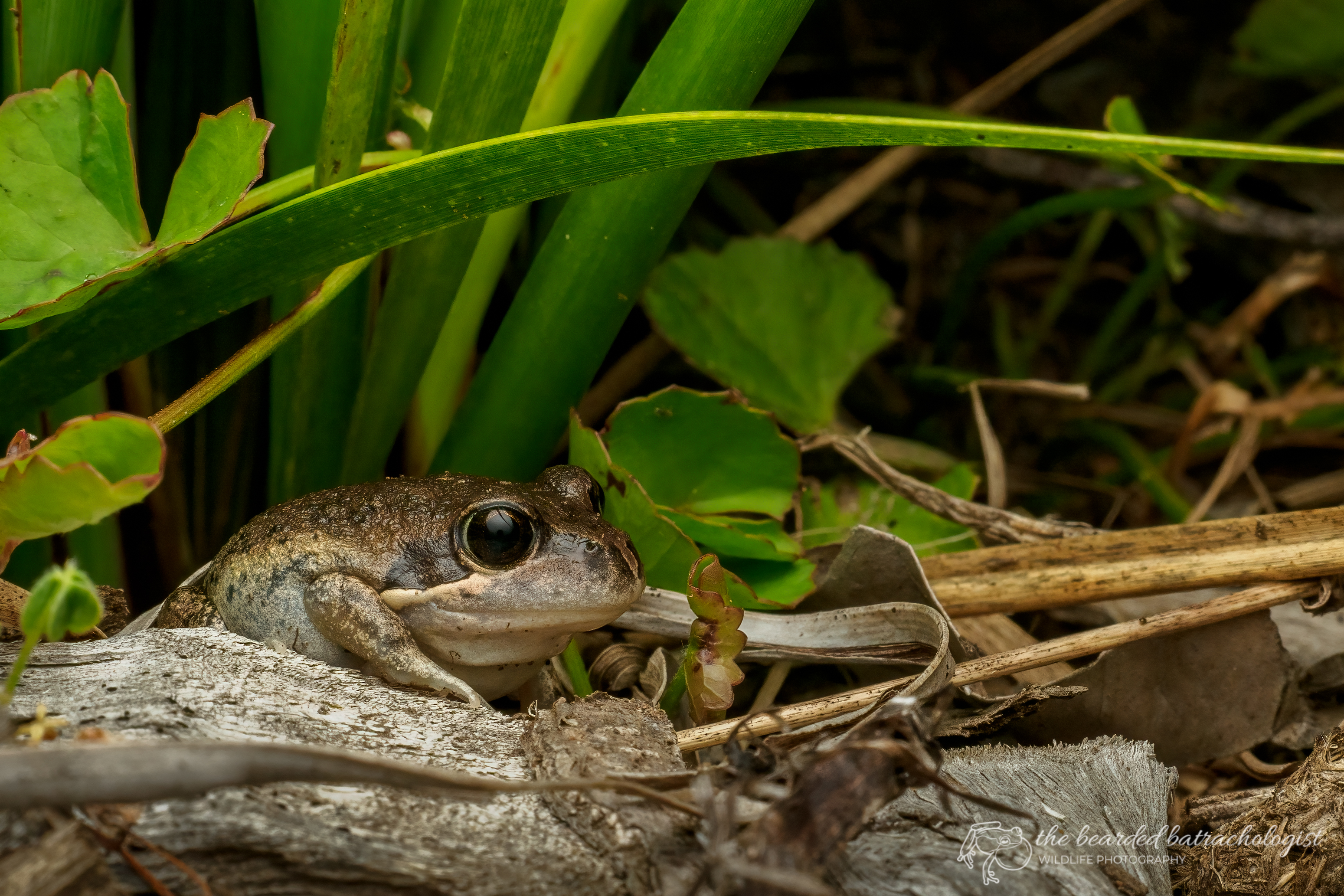 After dark: Frogging and Wildlife Spotting