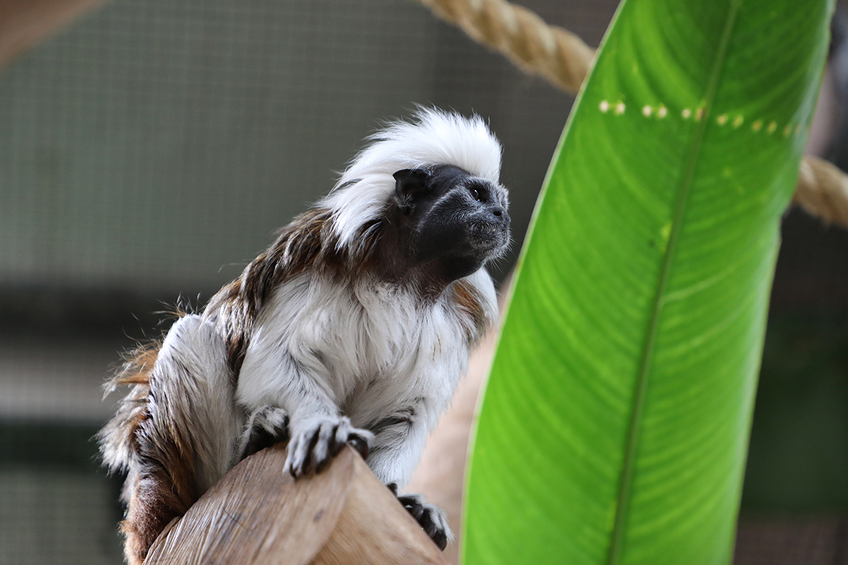 Discover Alexandra Park Zoo - Keeper Talks